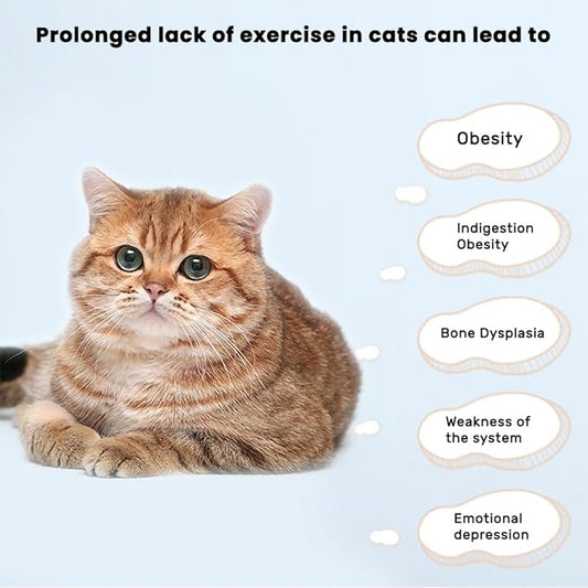 Large Exercise Wheel for Active Cats